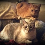 Entry image for Daisy and Bartok