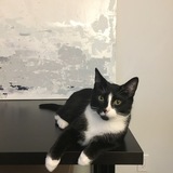 Entry image for Lionel