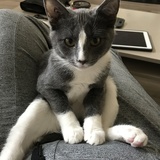 Entry image for Winston