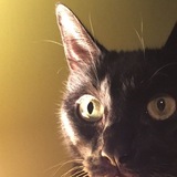 Entry image for Silverman