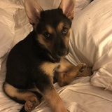 Entry image for Laci