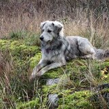 Entry image for Betsy Silversocks