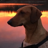 Entry image for Tola