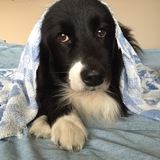 Entry image for Roxy