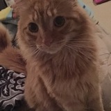 Entry image for Muffin