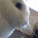 Entry image for Victor Troll Warlord