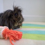 Entry image for Romeo