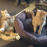 Entry image for Dude and Tatze