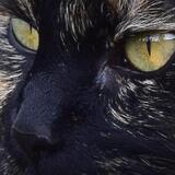 Entry image for Fern