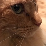 Entry image for Ginger Cat Ari