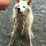 Entry image for Heidi