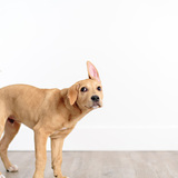 Entry image for Roland