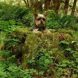 Entry image for Charlie Brown 