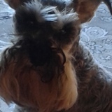 Entry image for Miss Sassafras