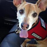 Entry image for Socks