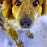 Entry image for Dutchess