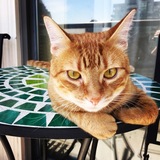 Entry image for Handsome Henry