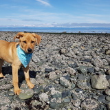 Entry image for Piper 