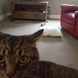 Entry image for Lenny