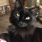 Entry image for Simon