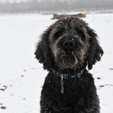 Entry image for Dakota