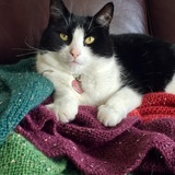 Entry image for Lacey Mae