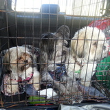 Entry image for Ruby, Buster and Gizmo