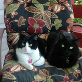 Entry image for Lacey & Simon