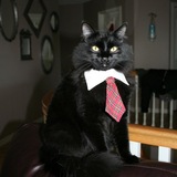 Entry image for Simon