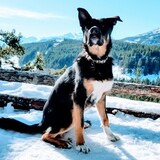 Entry image for Seymour