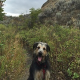 Entry image for Griz