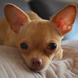 Entry image for Mimi