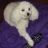 Entry image for Pooh Bear