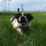 Entry image for Bently