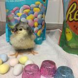 Entry image for Lil Jimmy 