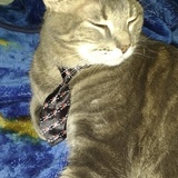 Entry image for Fish