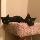 Entry image for Hanley & Mr.Bett's