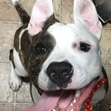 Entry image for Gator