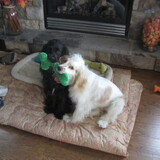 Entry image for jojo  and ginger