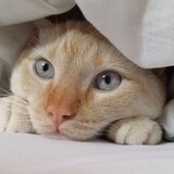 Entry image for Fish