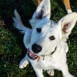 Entry image for Goose