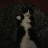 Entry image for Marvelle