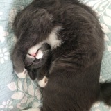 Entry image for Joey