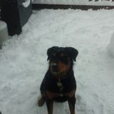 Entry image for Tika