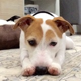 Entry image for Tizzy