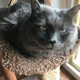 Entry image for Willis