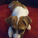 Entry image for Penny 