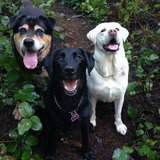 Entry image for Thunder/Vegas/Charlie