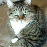 Entry image for Budy