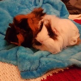 Entry image for Pigs in a Blanket